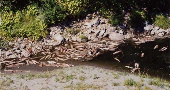 How a Yurok family played a key role in the world’s largest dam removal project 