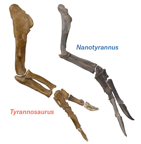 Nanotyrannus was not a teenaged T. rex
