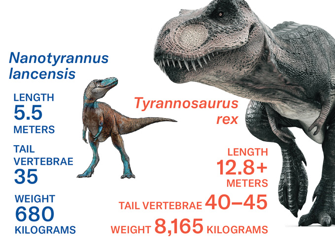 Nanotyrannus was not a teenaged T. rex