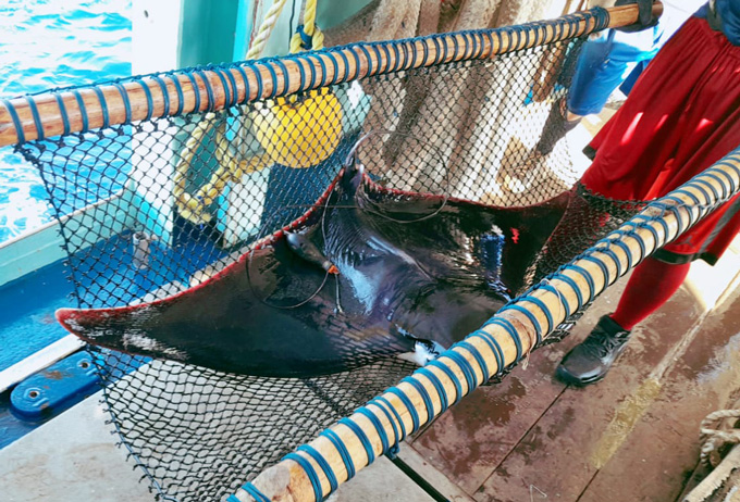 Scientists and fishers have teamed up to find a way to save manta rays