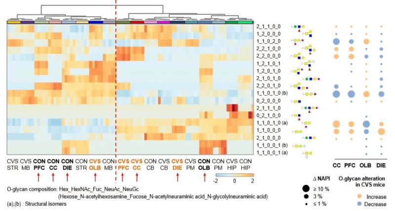 O-glycan expression patterns were compared across nine brain regions in control (CON) and chronic variable stress (CVS) mice (left). Region-specific glycosylation profiles were observed throughout the brain, with stress-induced changes most pronounced in the prefrontal cortex (PFC), cerebellar cortex (CC), olfactory bulb (OLB), and diencephalon (DIE) (right). These findings indicate that chronic stress disrupts O-glycosylation, particularly O-glycan sialylation, in specific brain regions, potentially contributing to depression-like behaviors. Credit: Institute for Basic Science