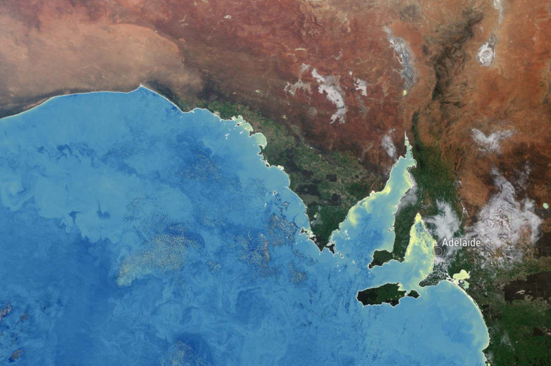 Toxic algae blighting South Australia could pose a global threat