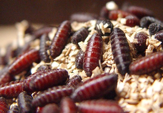 This fly’s flesh-eating maggot is making a comeback. Here’s what to know