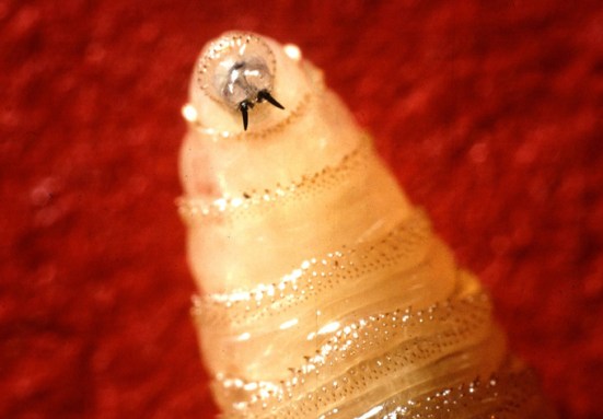 This fly’s flesh-eating maggot is making a comeback. Here’s what to know