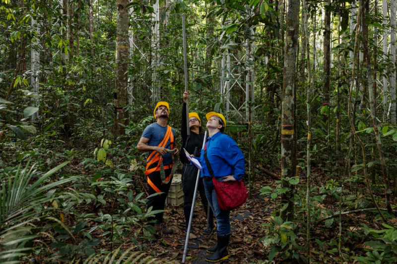 Testing the Amazon's ability to soak up increasing carbon emissions