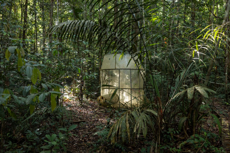 Testing the Amazon's ability to soak up increasing carbon emissions