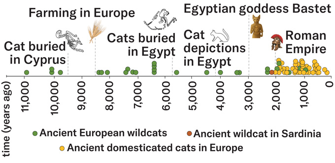 Ancient DNA rewrites the tale of when and how cats left Africa