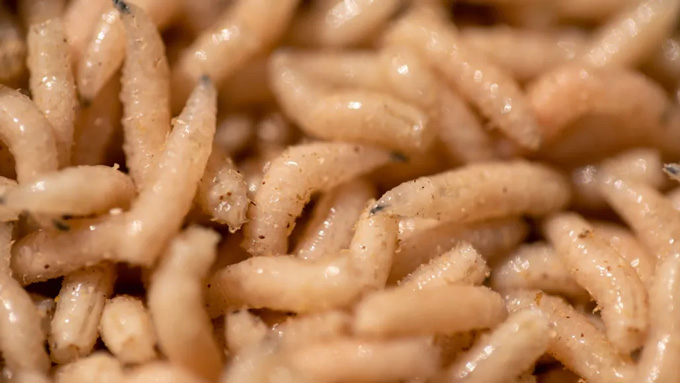 Have a taste of our favorite food stories from 2025