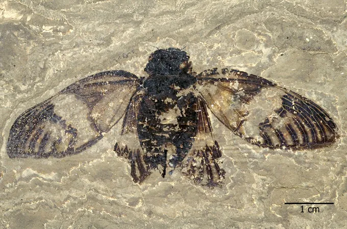 These fossil finds shed new light on the past in 2025