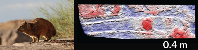 These fossil finds shed new light on the past in 2025