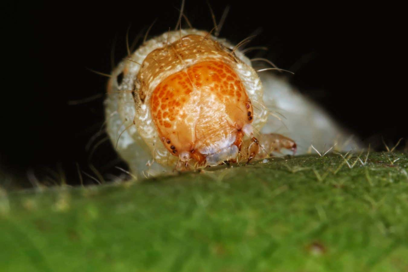 Hybrid megapests evolving in Brazil are a threat to crops worldwide