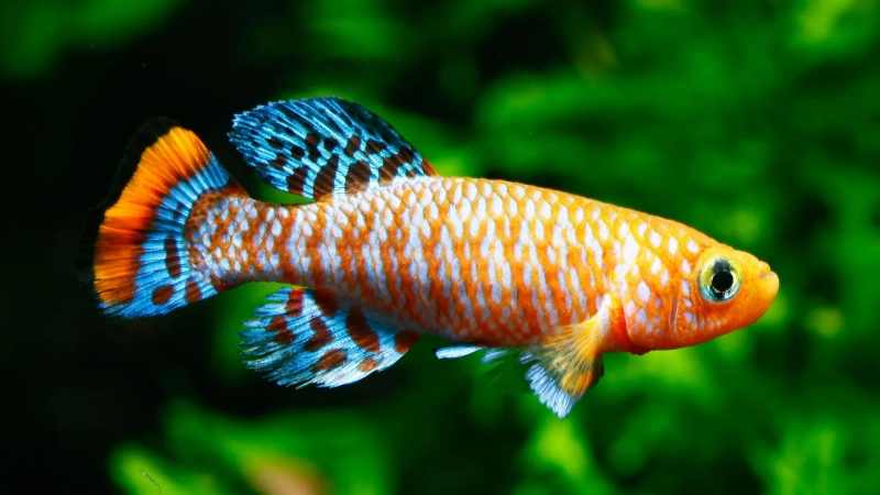 A fish that ages in months reveals how kidneys grow old