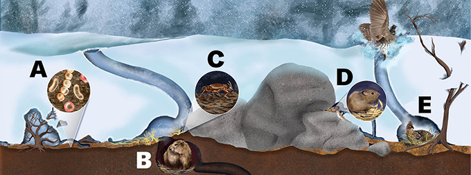 There’s life beneath the snow, but it’s at risk of melting away