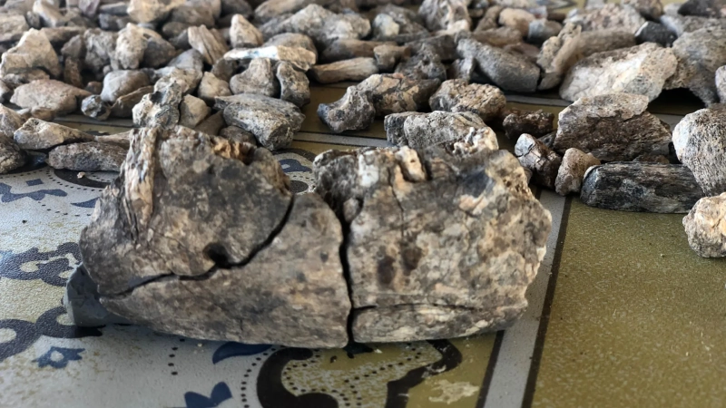 This 2.6-million-year-old jawbone changes the human story