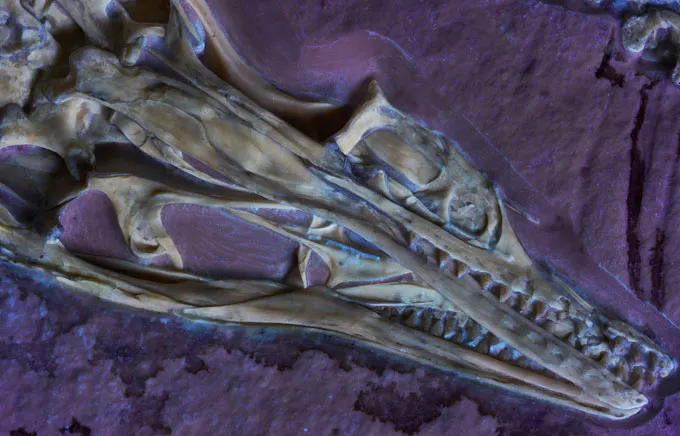 A mouth built for efficiency may have helped the earliest bird fly