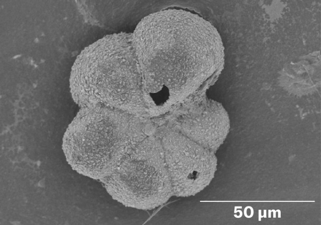 Evolution didn’t wait long after the dinosaurs died