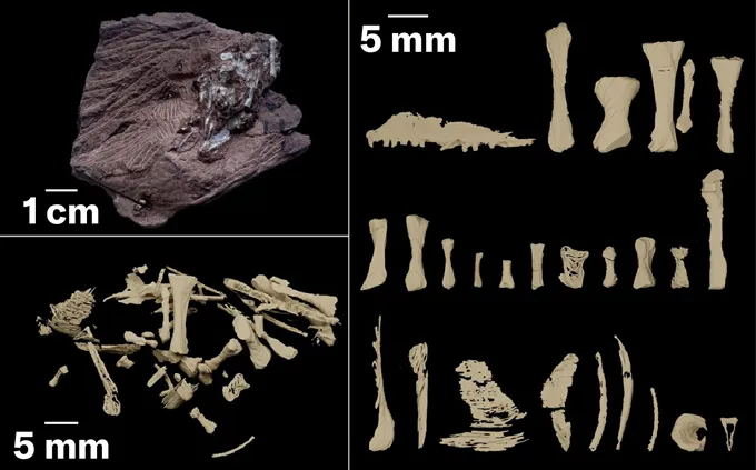 Fossilized vomit reveals 290-million-year-old predator’s diet