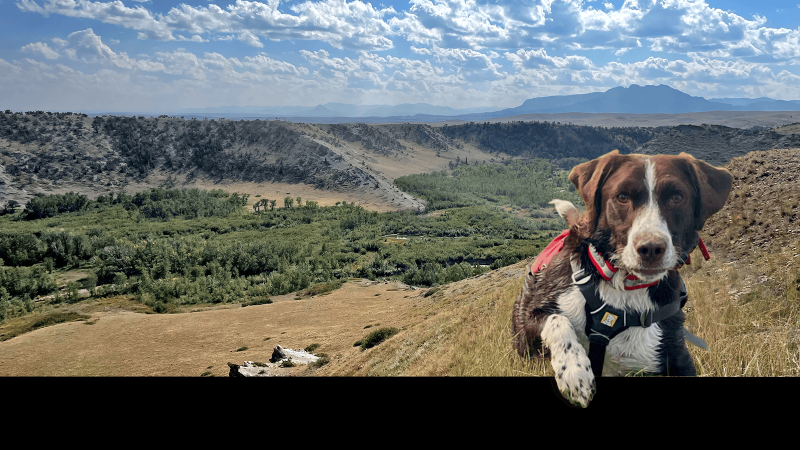 Климатический парадокс, связанный с наличием собаки