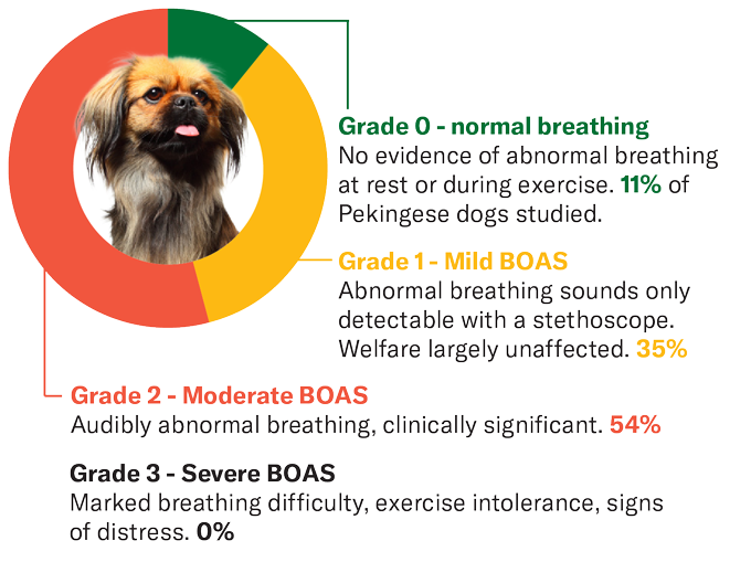 Some dog breeds carry a higher risk of breathing problems