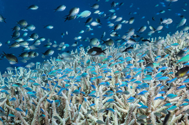 В рамках исторических усилий по сохранению Большого барьерного рифа