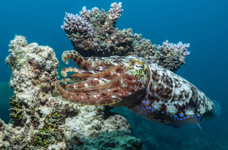 В рамках исторических усилий по сохранению Большого барьерного рифа