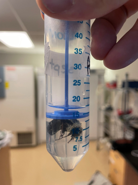 Submerged bumblebee queens breathe underwater