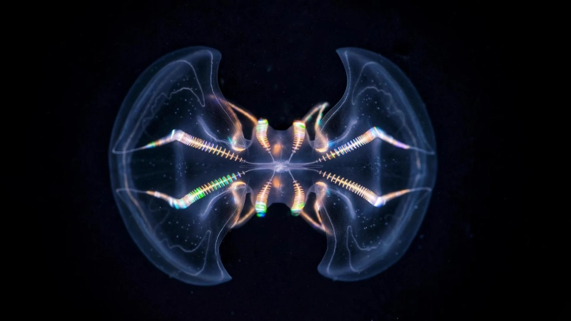 This ancient sea creature may already have had a brain