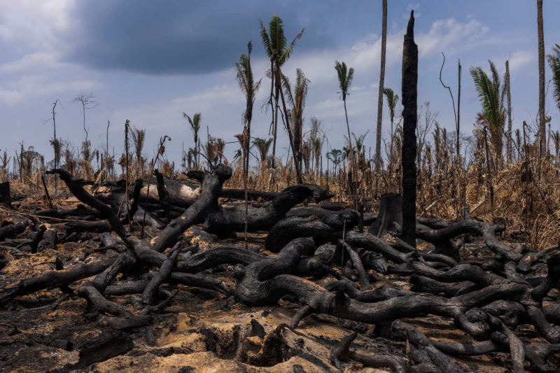 Stark photos show quest for profit cutting swathes through the Amazon