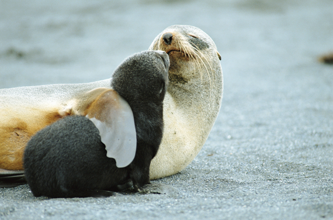 Emperor penguins are marching toward extinction. Antarctica fur seals too