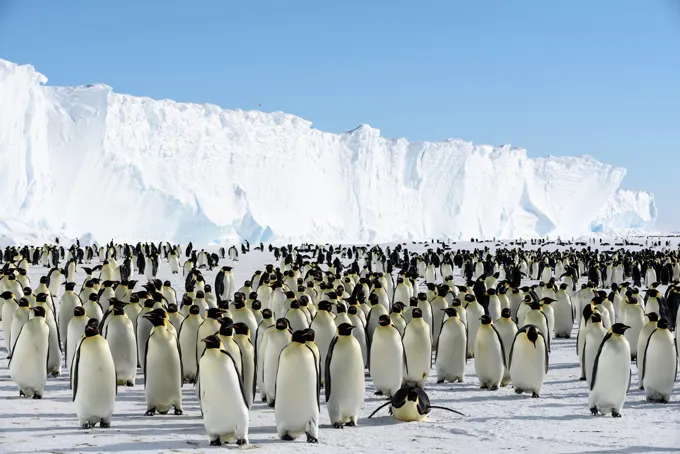 Emperor penguins are marching toward extinction. Antarctica fur seals too