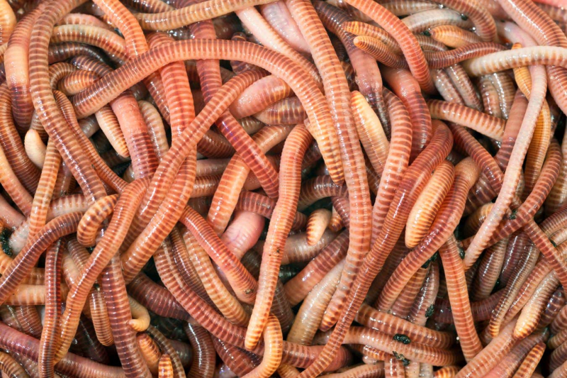 How a DIY worm farm can compost food scraps, paper or a whole kangaroo