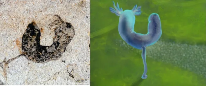 Fossils reveal many complex animals existed before the Cambrian explosion