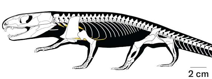 Mummified reptile hints at the origins of how we breathe