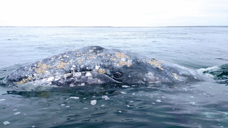 Nearly 1 in 5 gray whales die after entering the San Francisco Bay