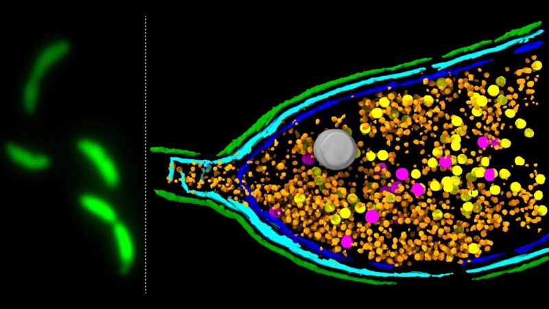 Scientists discover bacteria can “explode” to spread antibiotic resistance