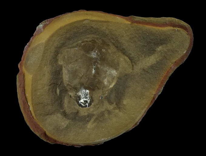 The 'oldest fossil octopus' is probably another animal