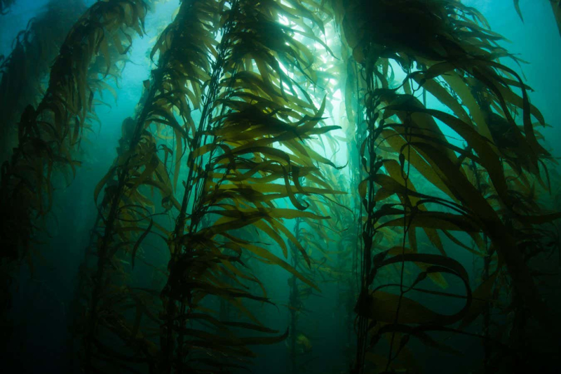 A promising natural technique to remove CO2 could backfire