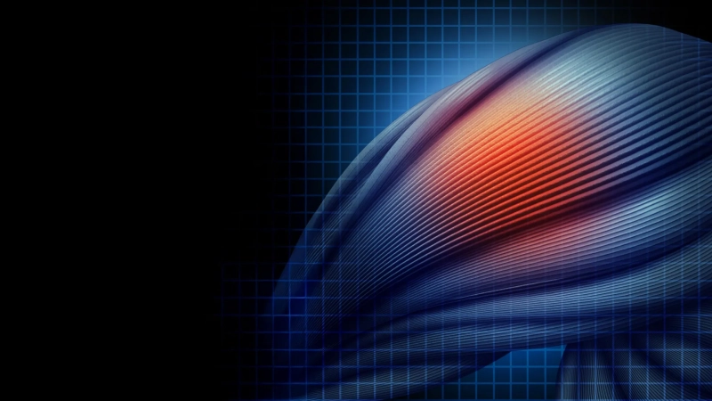 Old muscle stem cells can act young again but there’s a catch