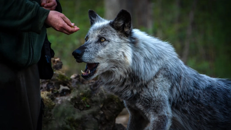 For 15,000 years, humans and dogs have been changing each other